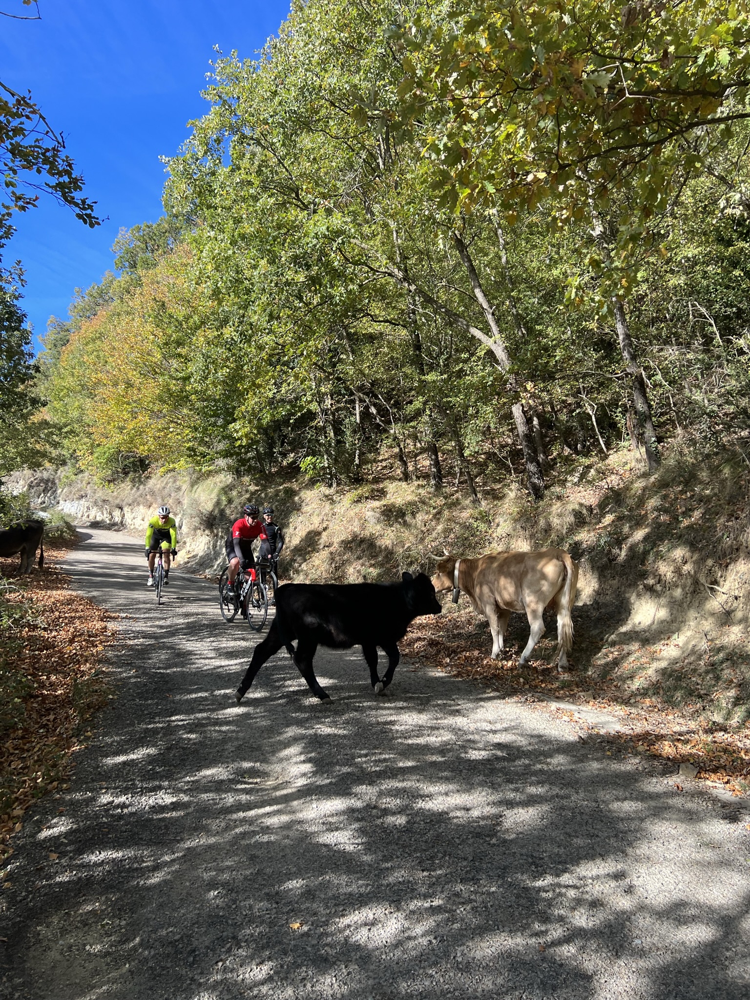 Sortida grupal T-Bikes Xperience Sortida grupal T-Bikes Xperience
