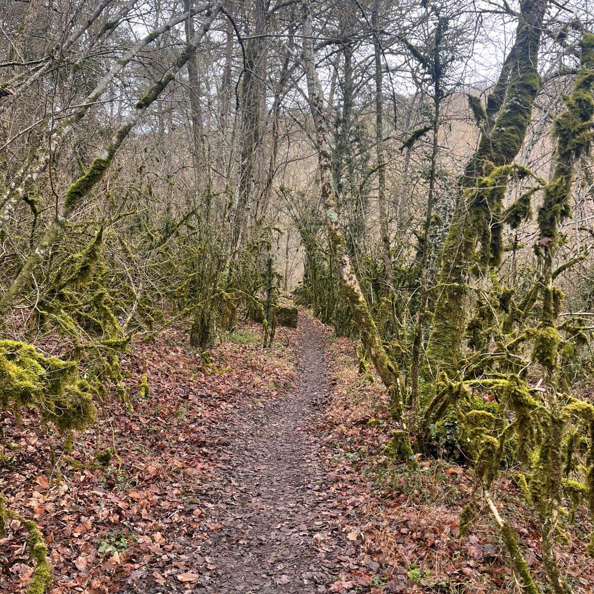 T-Bikes Experiences Sortida BTT/Gravel Lliça d’Amunt/Collsuspina i tornada