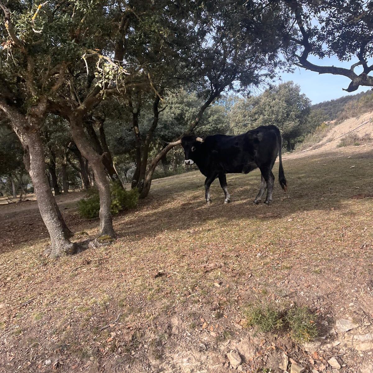 T-Bikes Experiences Sortida BTT/Gravel Lliça d’Amunt/Collsuspina i tornada